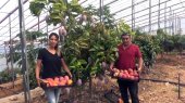 Gazipaşa'da Mango Hasadı: 100 Bin TL Kazanç Bekliyoruz